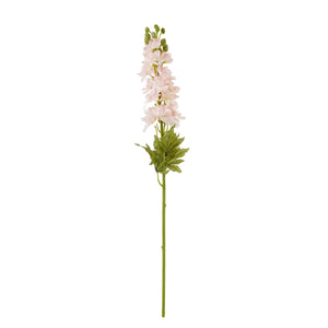 The Natural Garden Collection Elatum Delphinium_5647