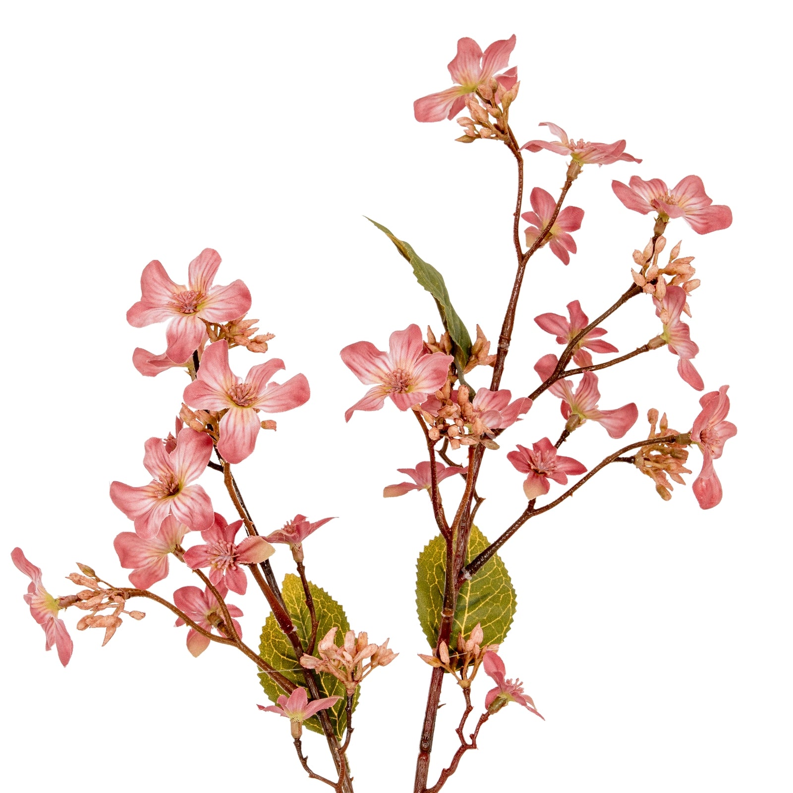 Vernicia Fordii Spray_5405