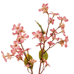 Vernicia Fordii Spray_5405