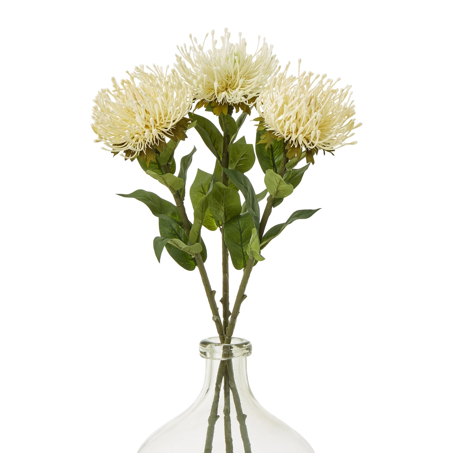 Protea Lorea Stem_4673
