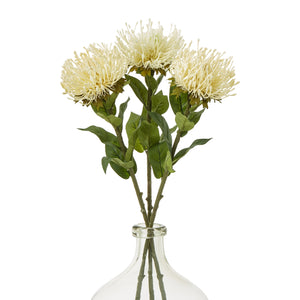 Protea Lorea Stem_4673
