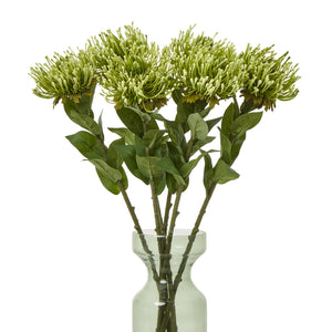 Protea Lorea Stem_4947