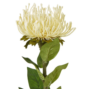 Protea Lorea Stem_4672