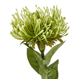 Protea Lorea Stem_4946