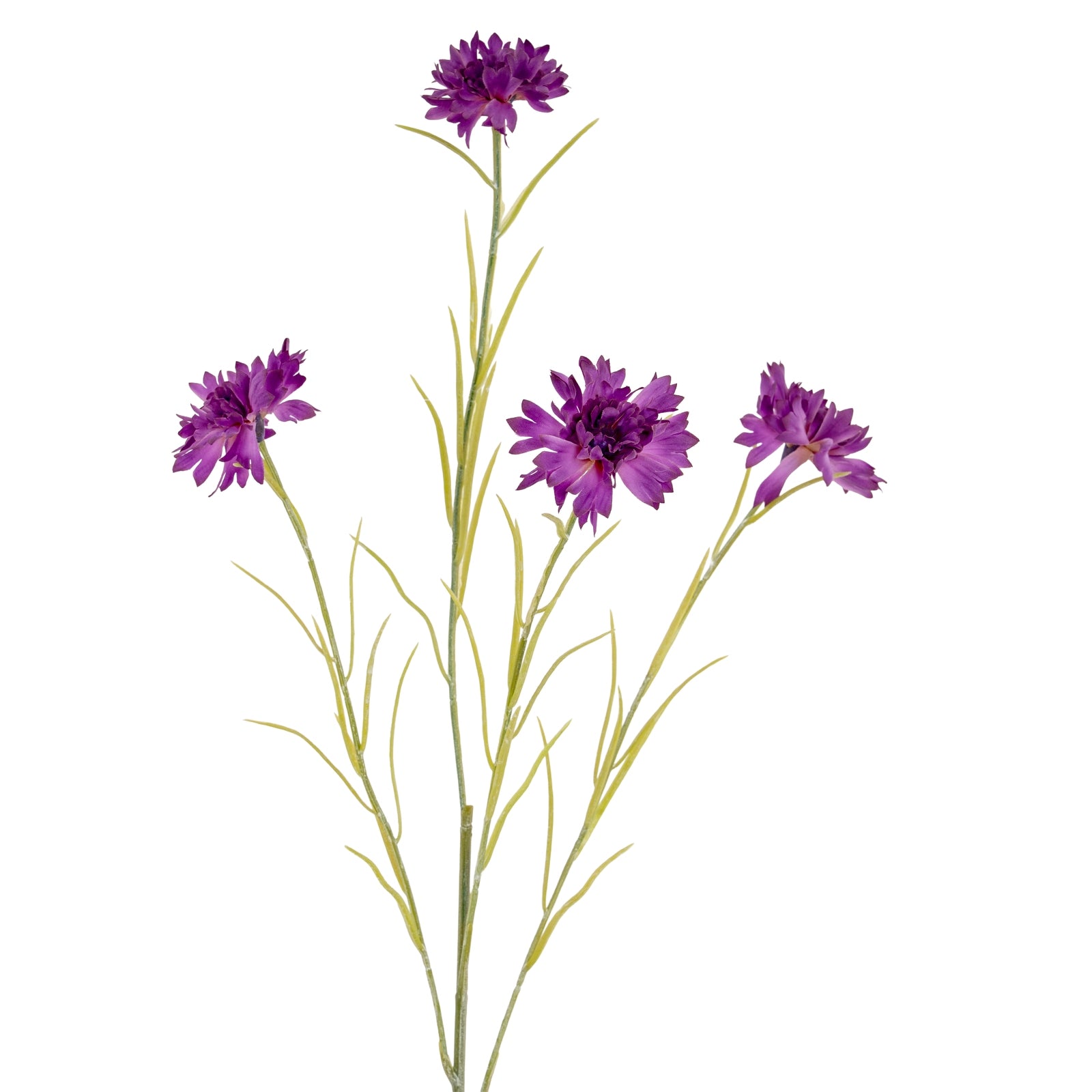 Blue Cornflower Stem_5428