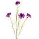 Blue Cornflower Stem_5428