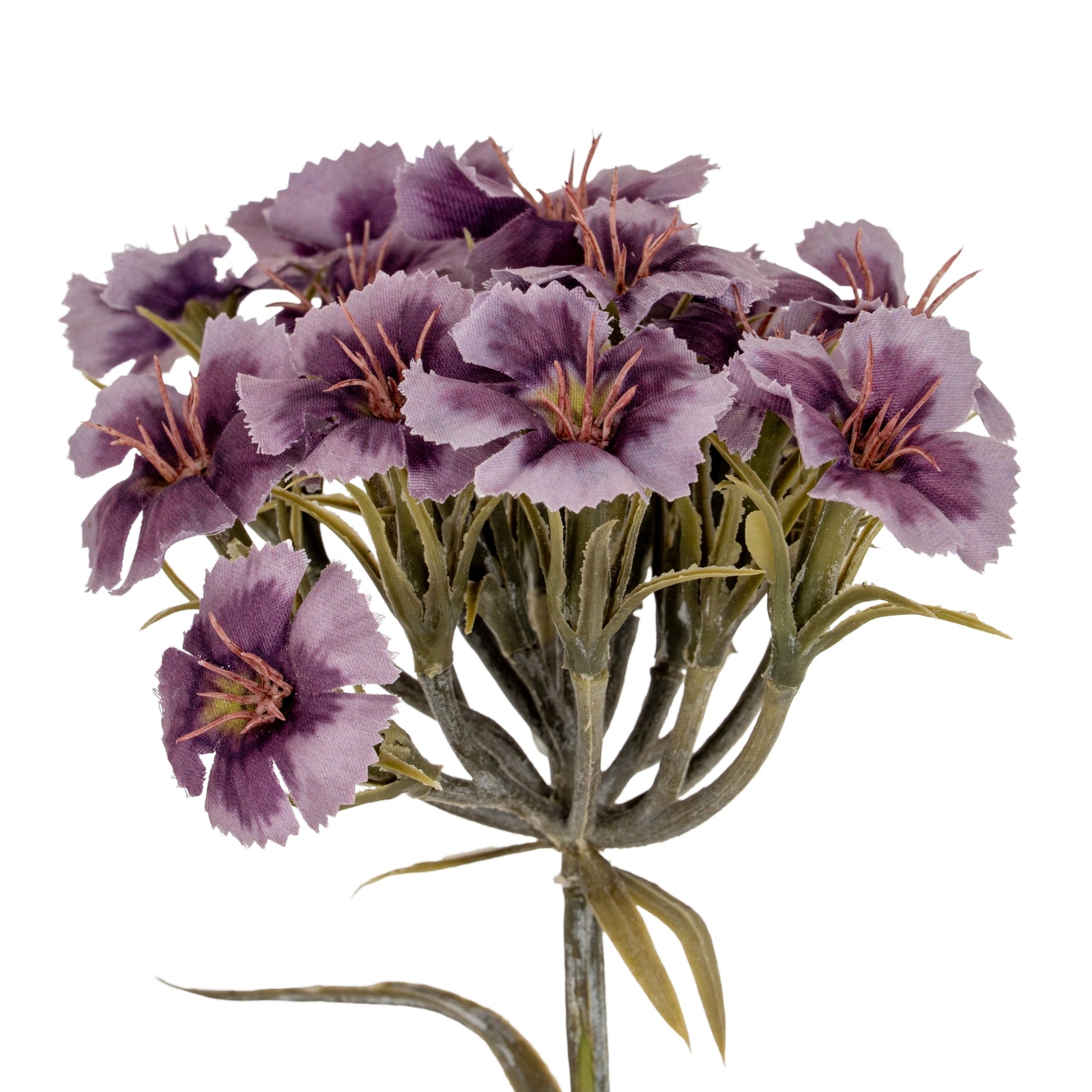 Pink Dianthus Spray_5434
