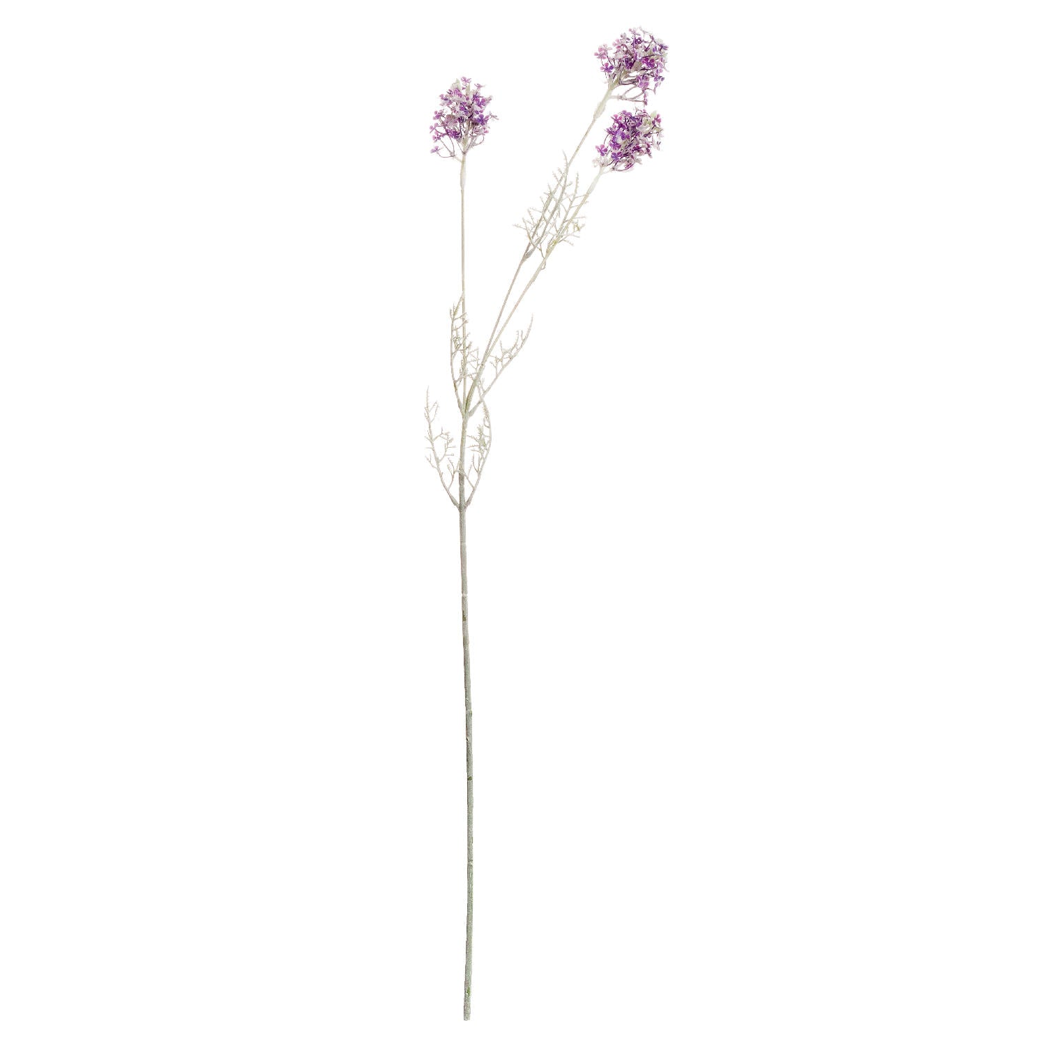 Purple Meadow Flower_5440