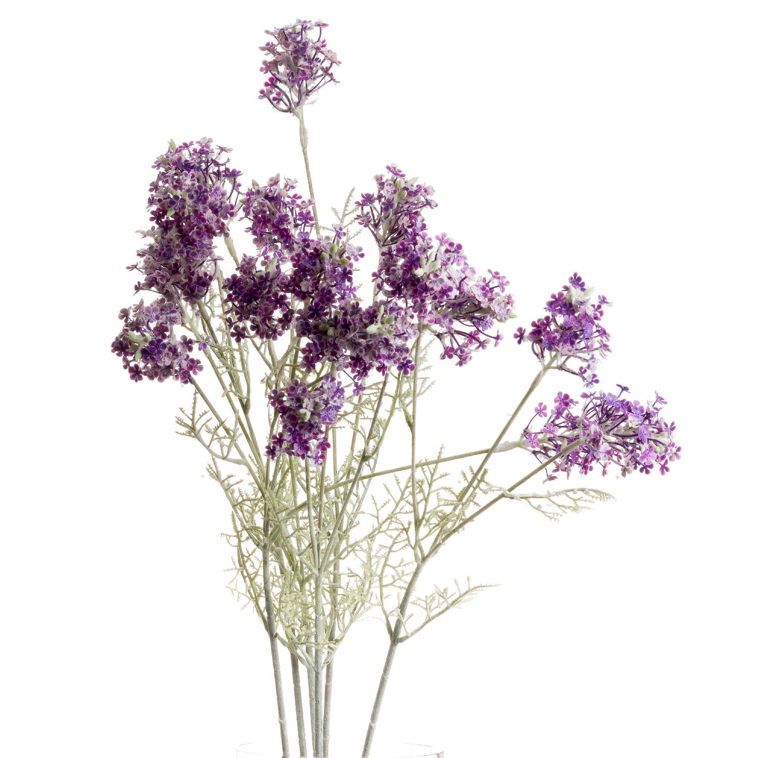 Purple Meadow Flower_5439