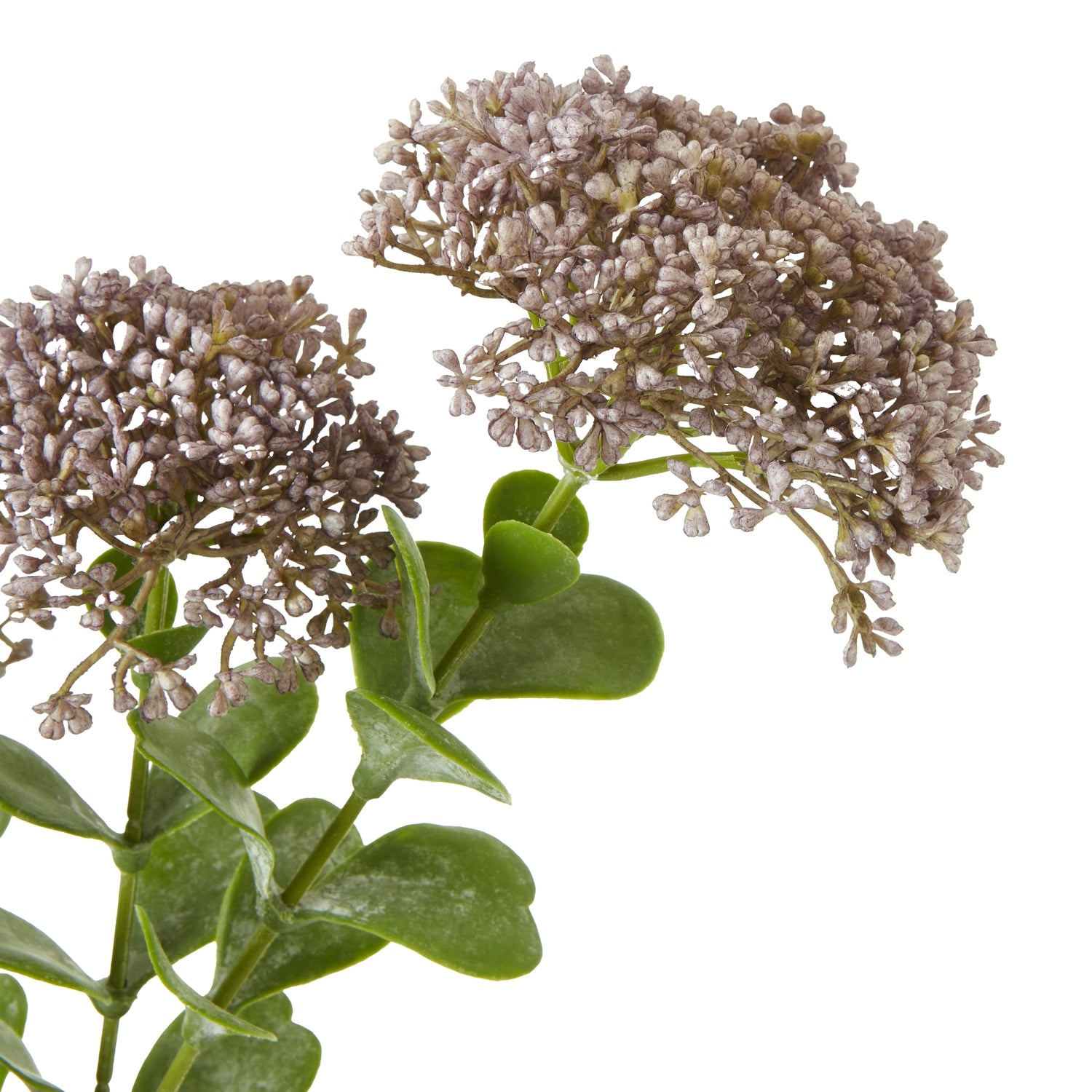 Purple Sedum Spray [cid:23825-a]