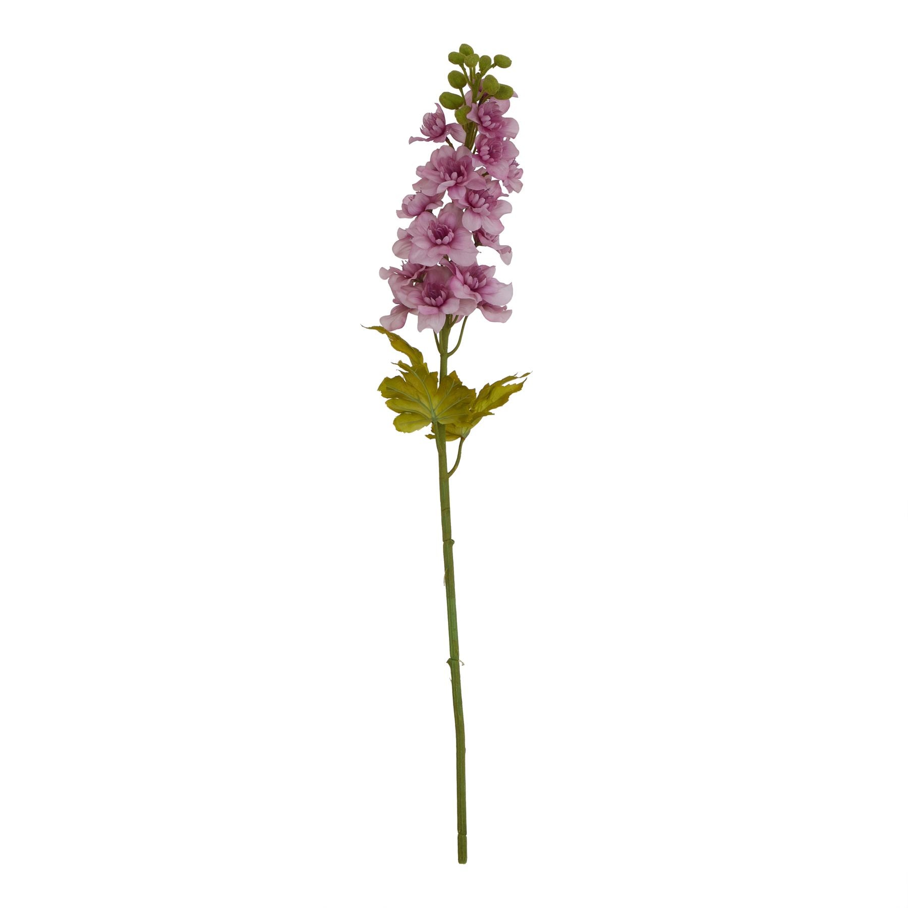 The Natural Garden Collection Elatum Delphinium_5659