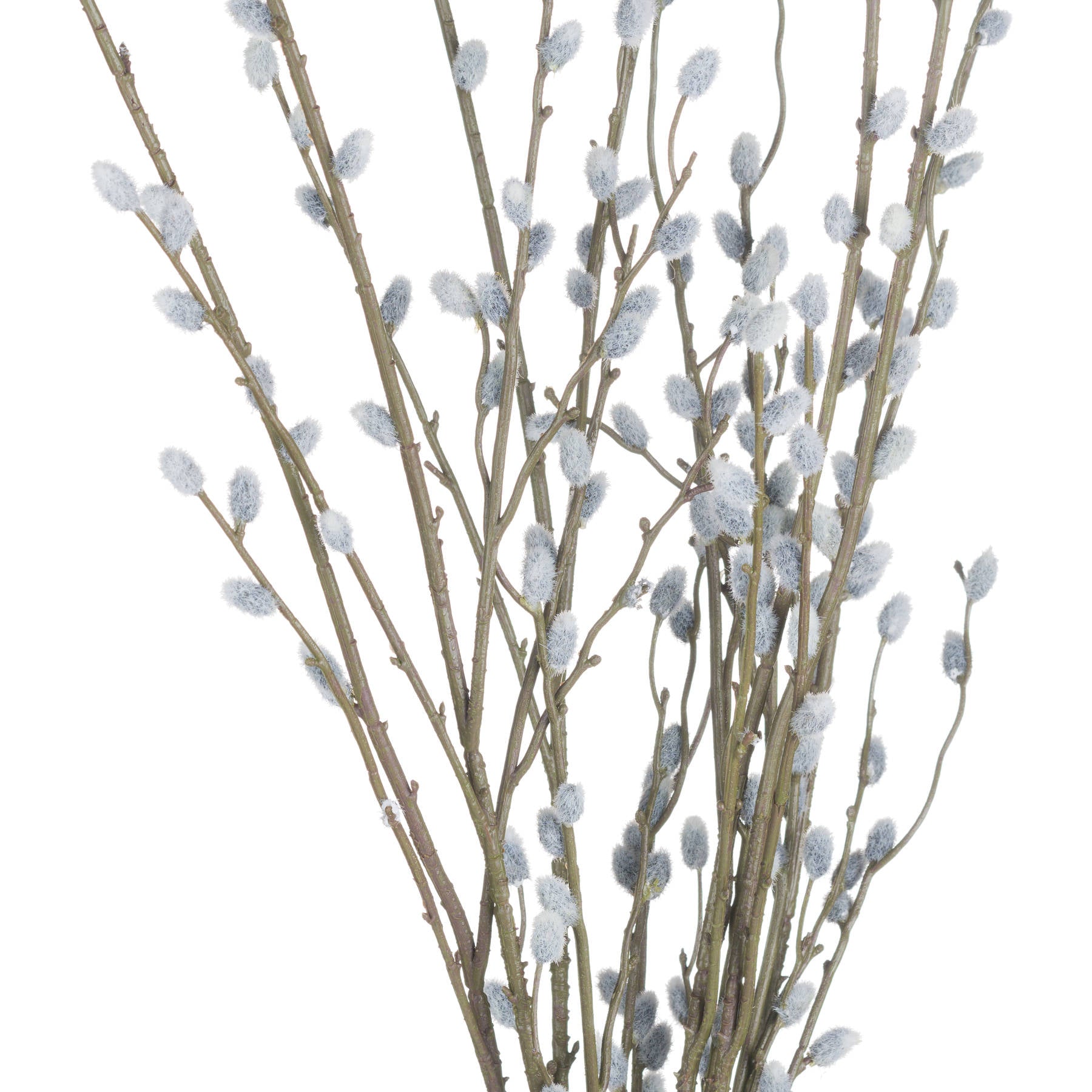Pussy Willow Branch_5454