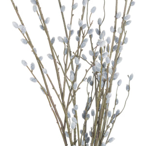 Pussy Willow Branch_5454