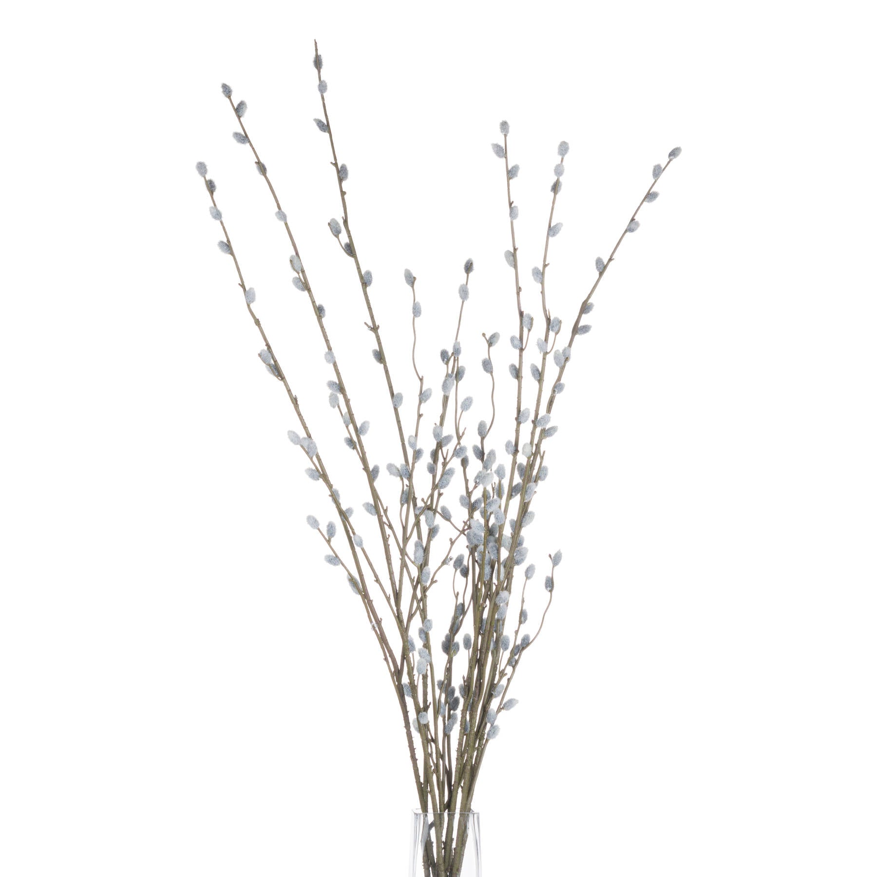 Pussy Willow Branch_5453