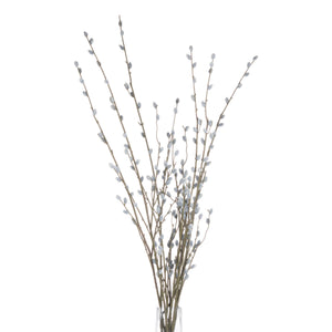 Pussy Willow Branch_5453