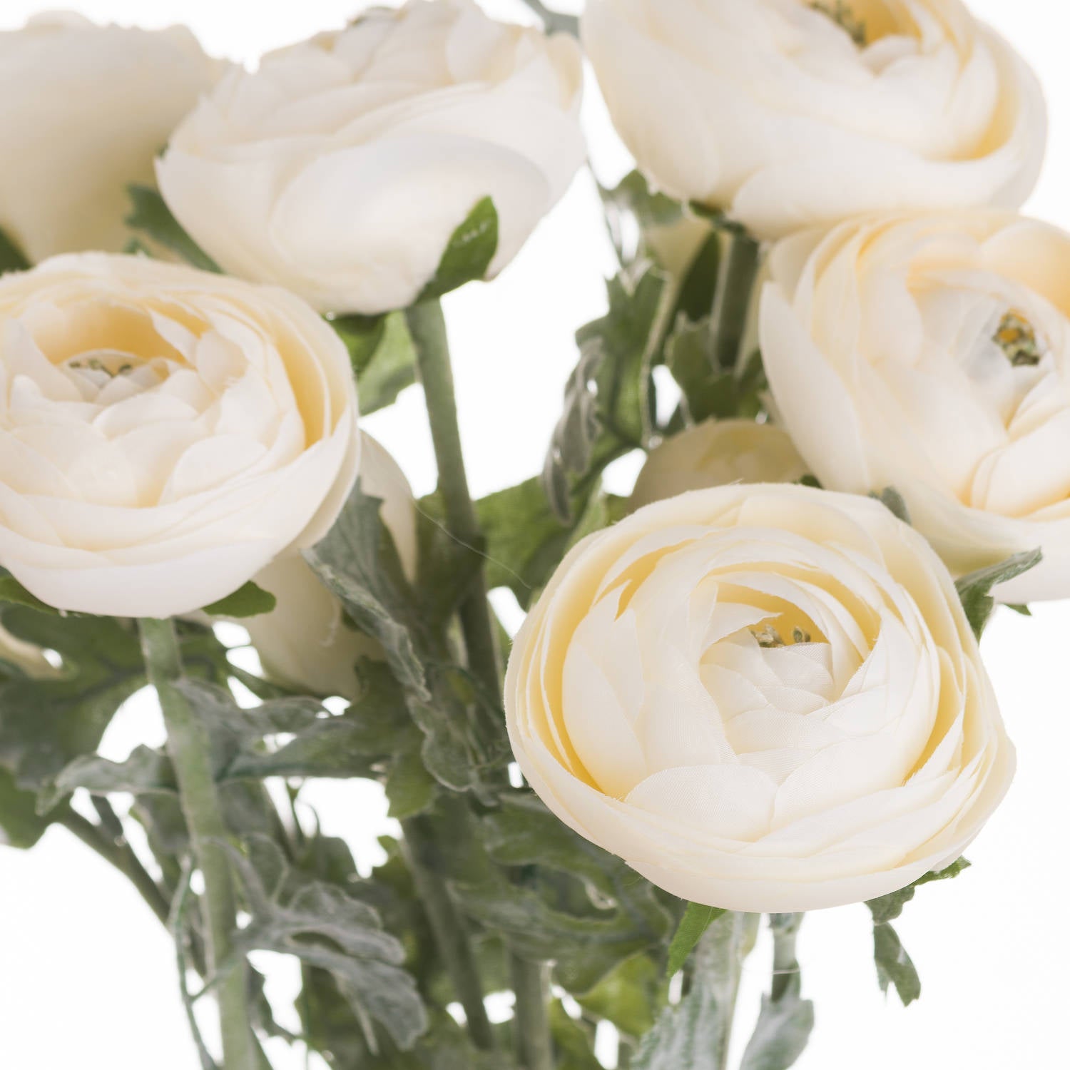 Ranunculus_5540