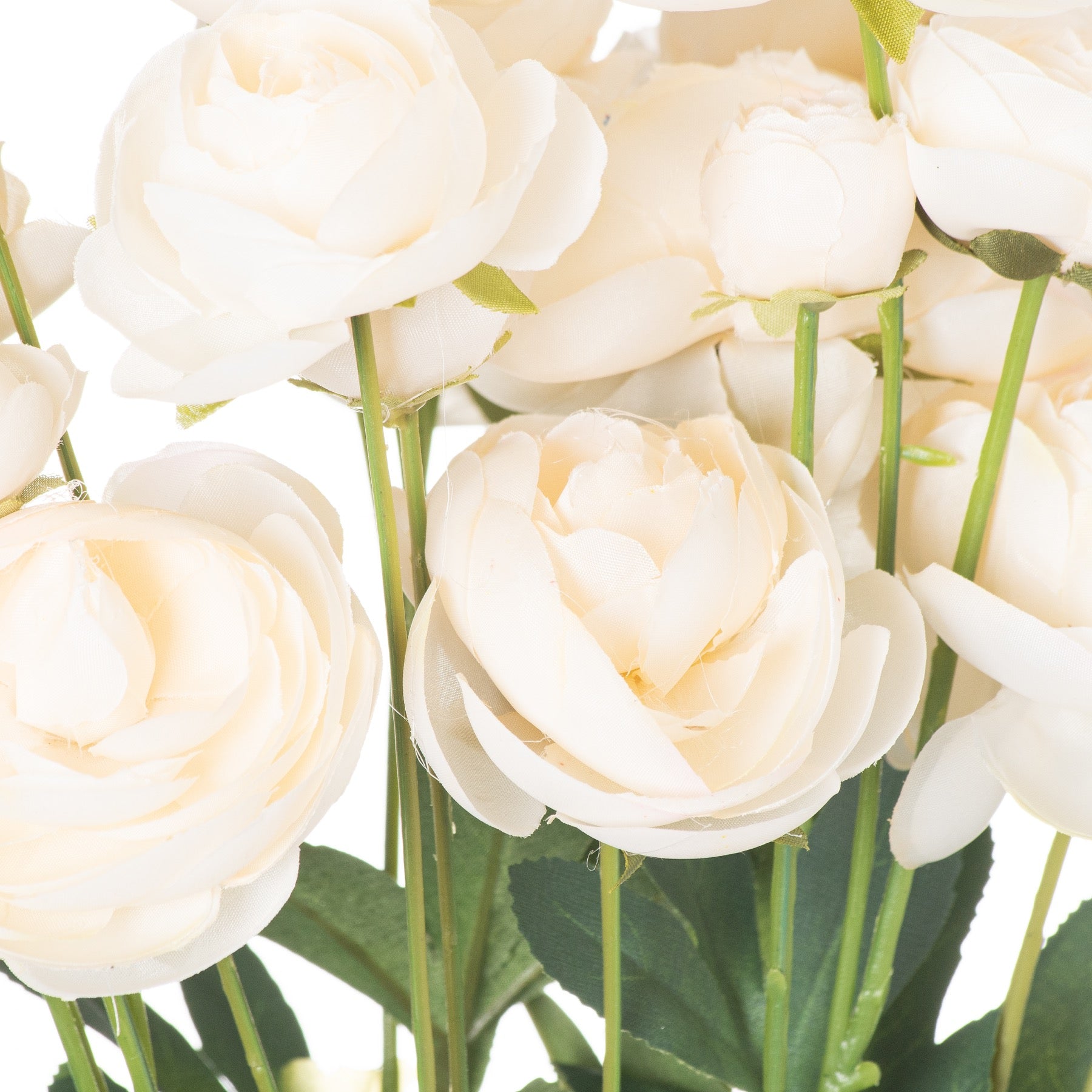 Ranunculus_4685