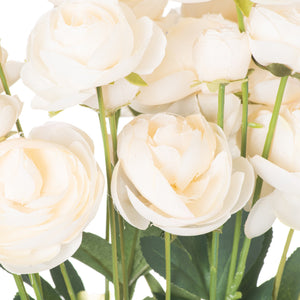 Ranunculus_4685