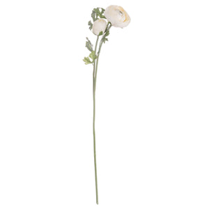 Ranunculus_5541