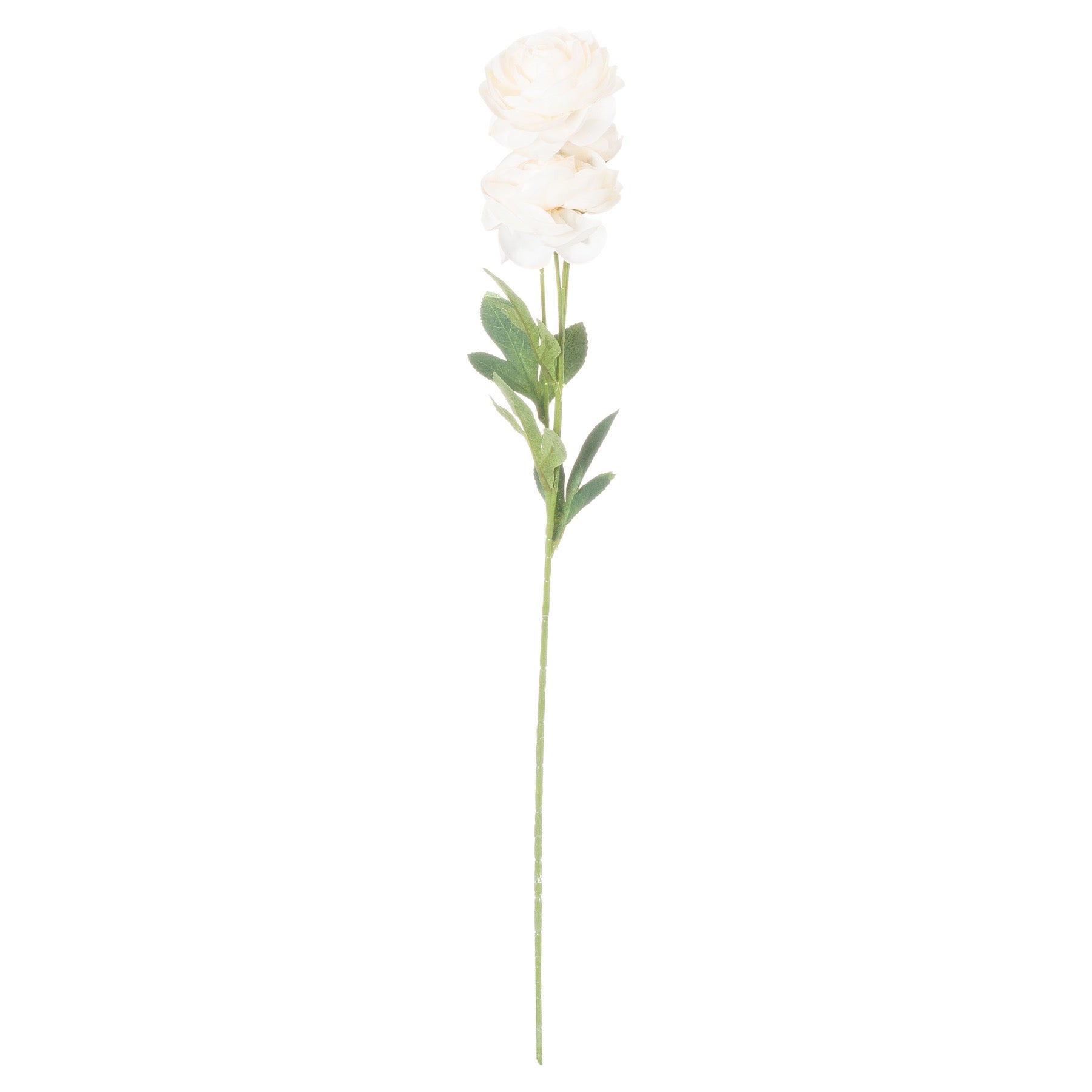 Ranunculus_4686