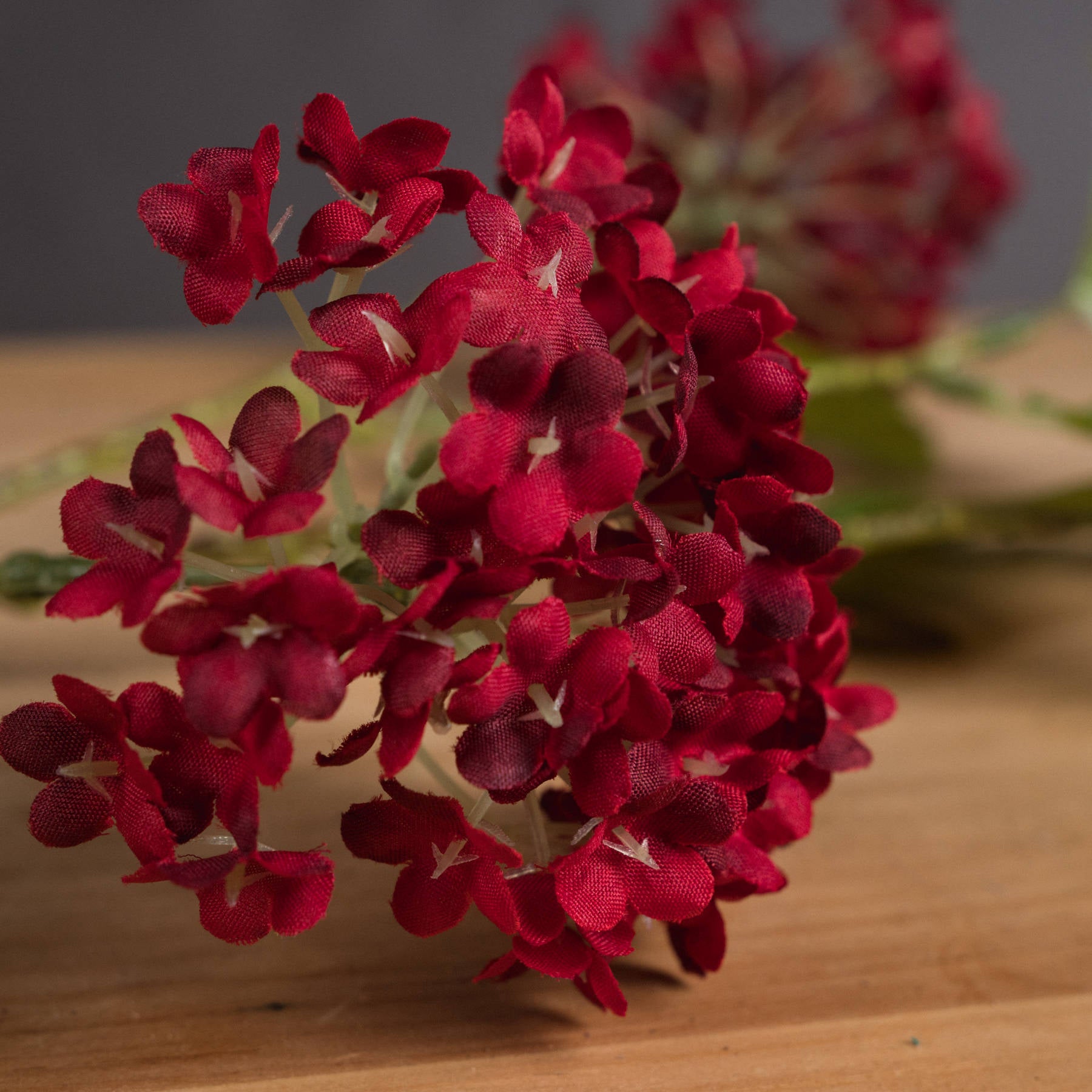 Red Autumnal Viburnum_5462