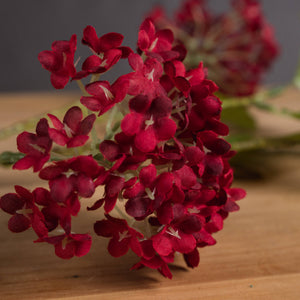 Red Autumnal Viburnum_5462