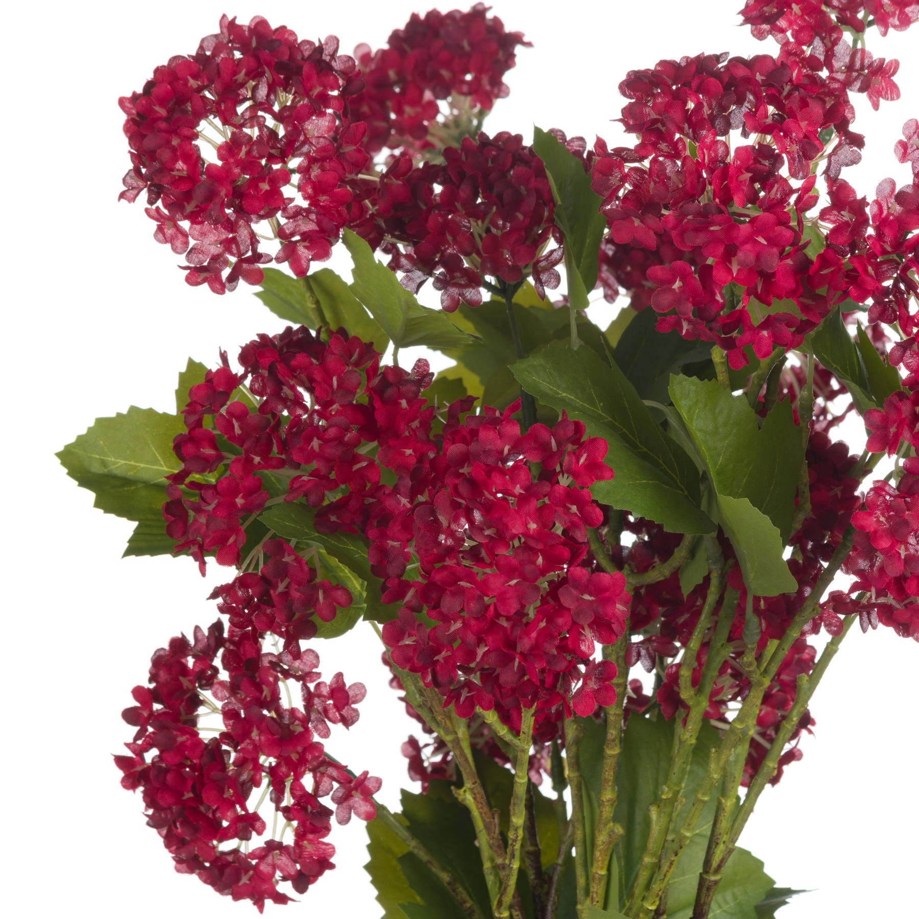 Red Autumnal Viburnum_5464