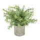 Rosemary Plant In Stone Effect Pot_2833