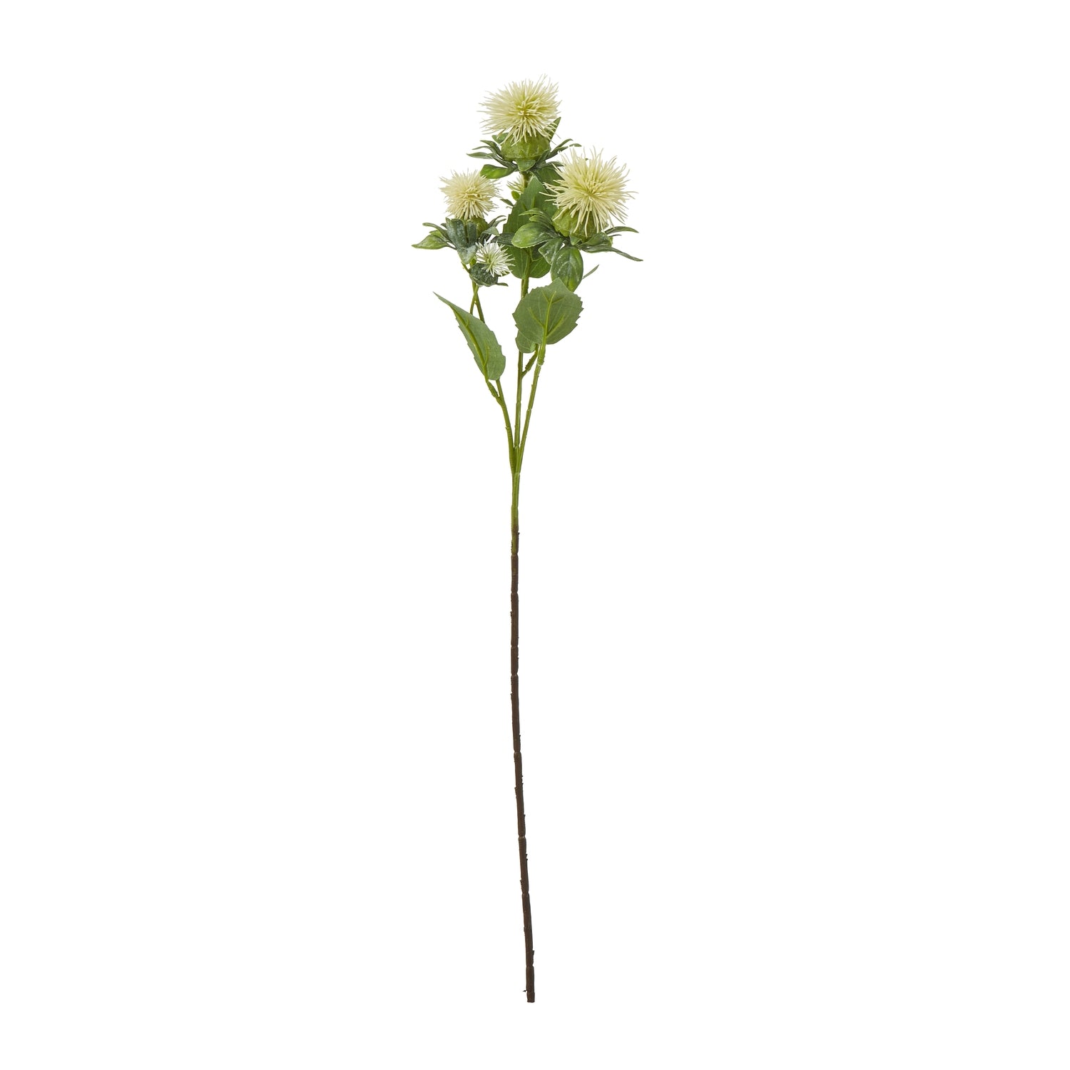 Cream Safflower Spray [cid:23816]