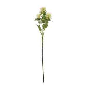 Cream Safflower Spray [cid:23816]