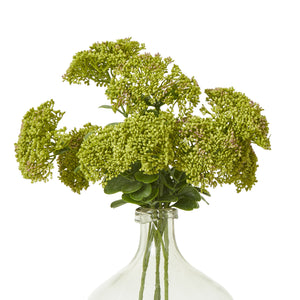 Green Sedum Spray [cid:23823-b]