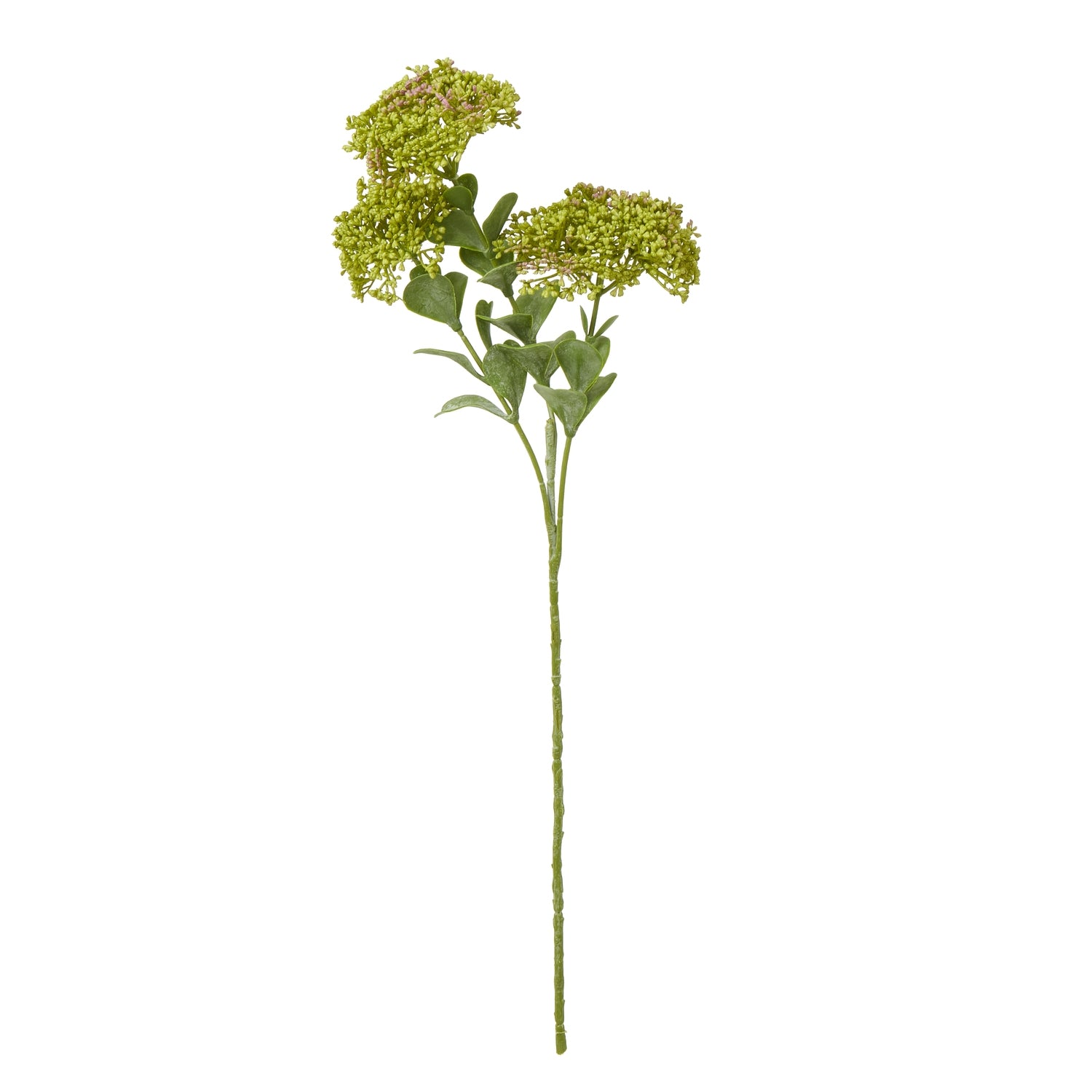Green Sedum Spray [cid:23823]