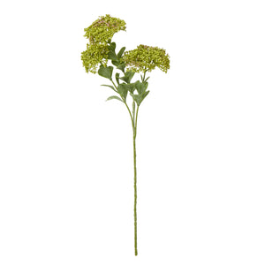 Green Sedum Spray [cid:23823]