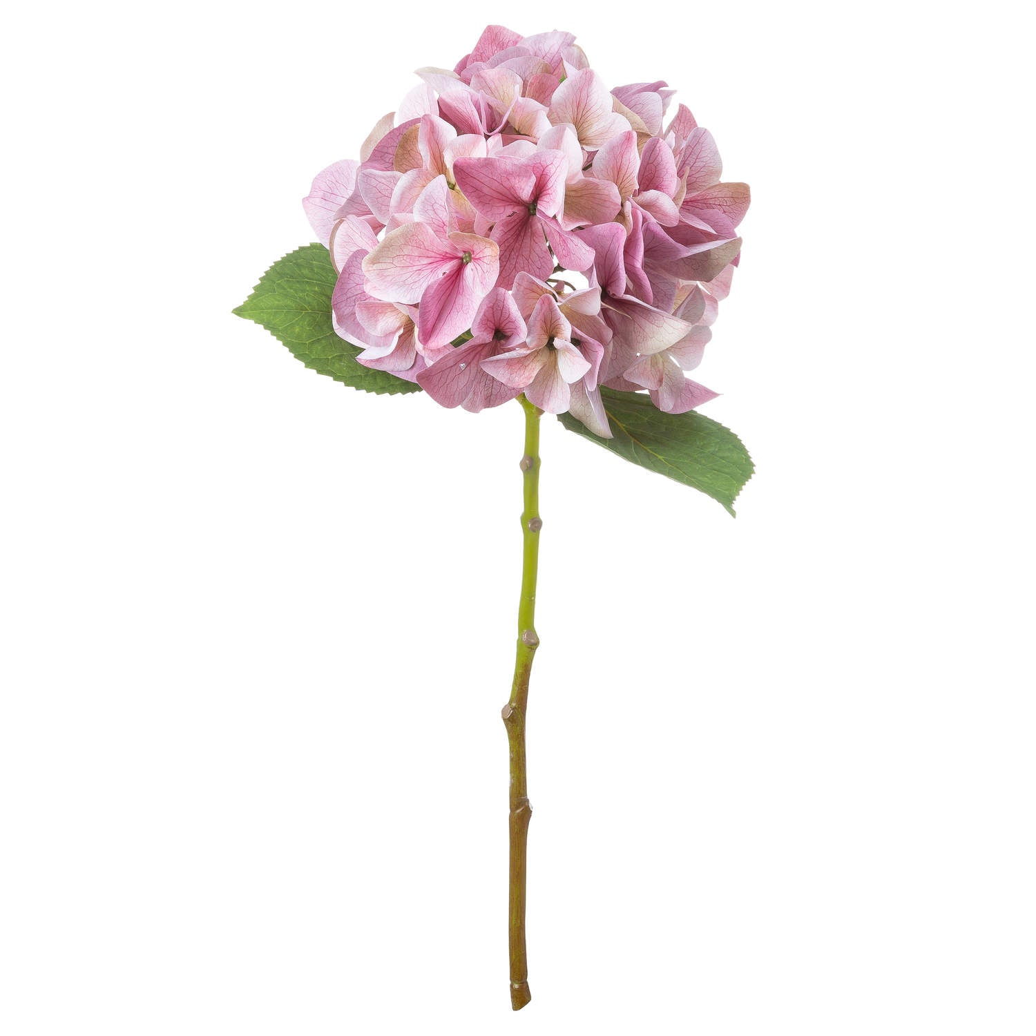 Shabby Single Hydrangea_5496