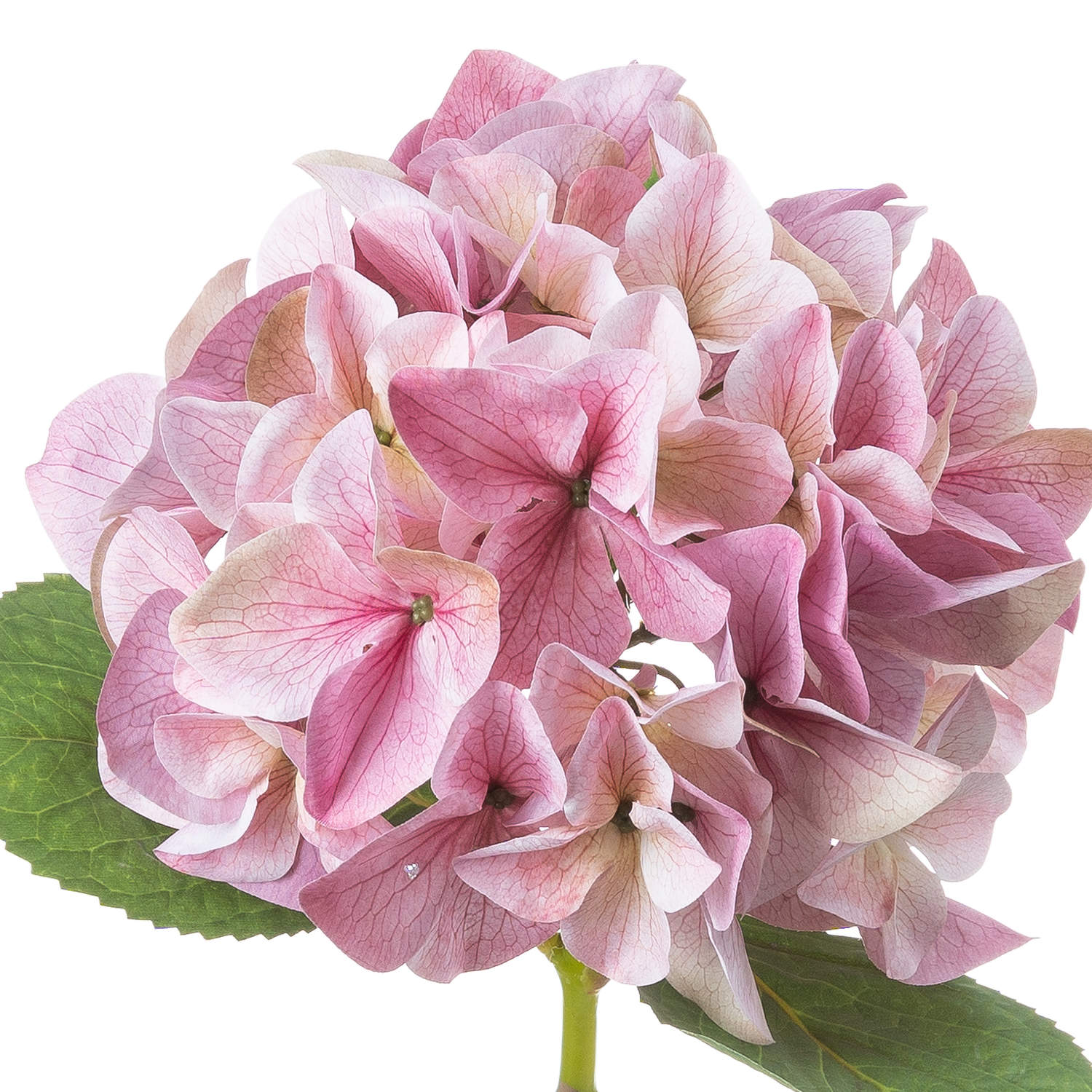 Shabby Single Hydrangea_5497