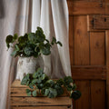 Short Eucalyptus Bunch_5502