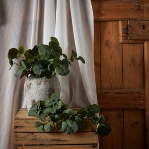 Short Eucalyptus Bunch_5502
