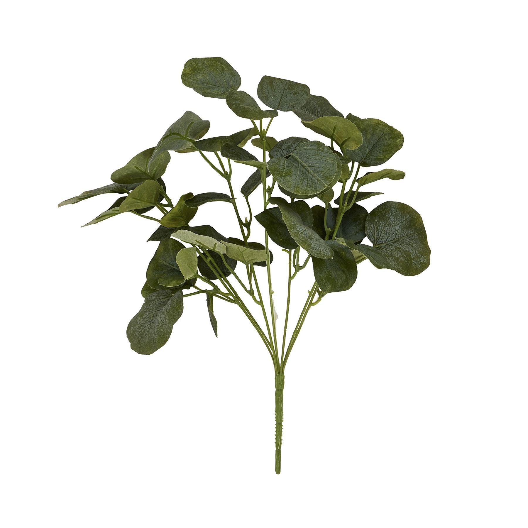 Short Eucalyptus Bunch_5503