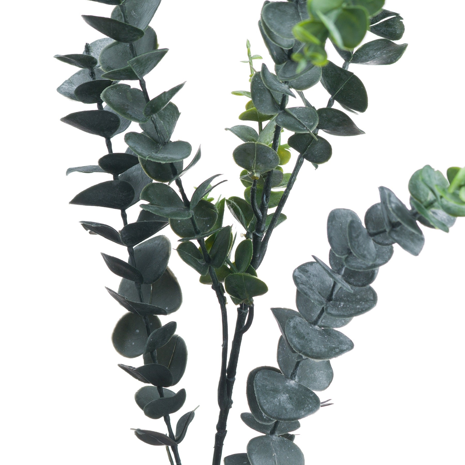 Silver Dollar Eucalyptus_5506
