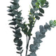 Silver Dollar Eucalyptus_5506