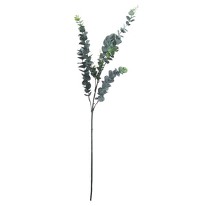 Silver Dollar Eucalyptus_5505