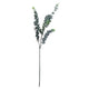 Silver Dollar Eucalyptus_5505