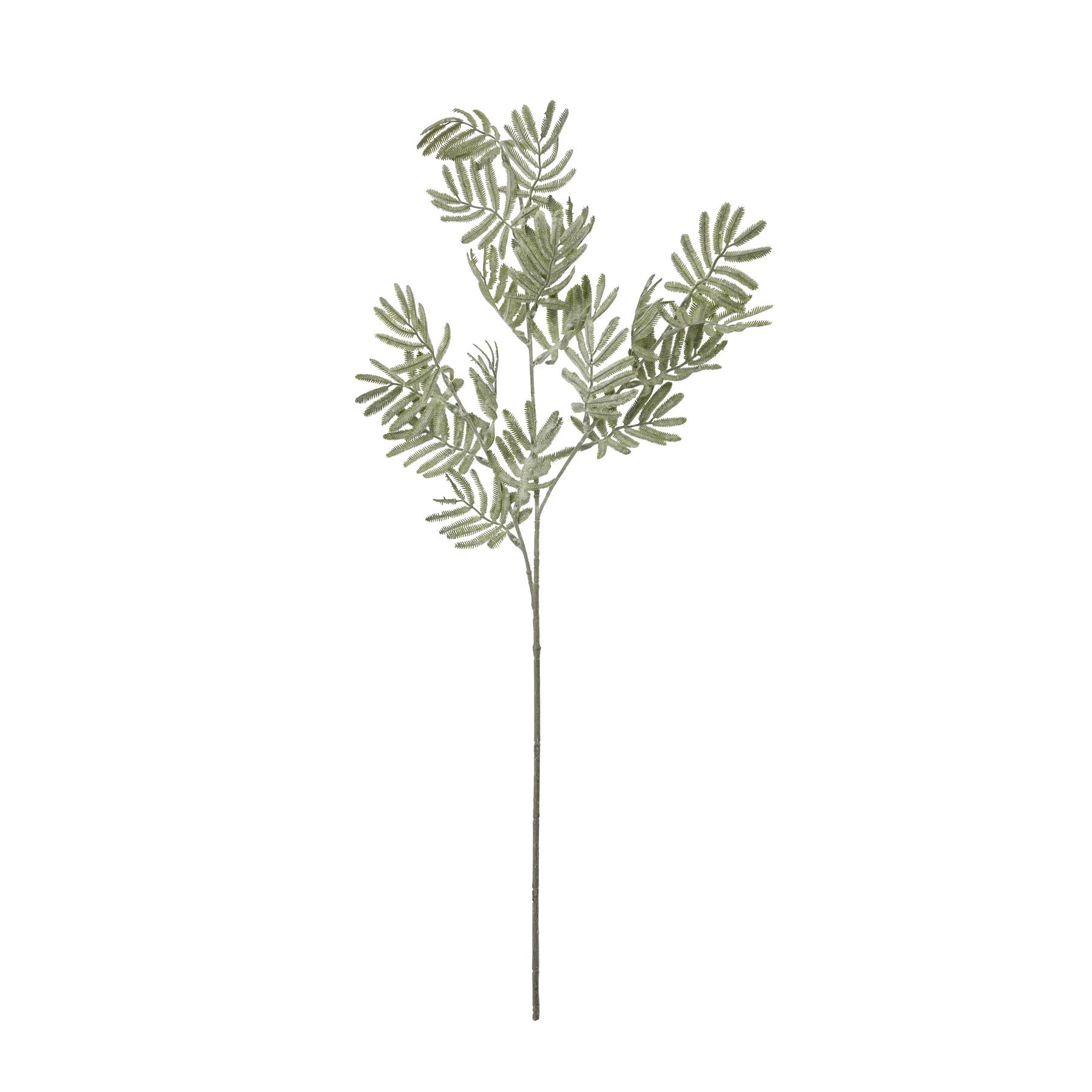 Silver Wattle Leaf_5510