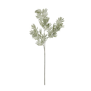 Silver Wattle Leaf_5510