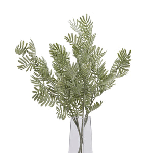 Silver Wattle Leaf_5511