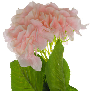 Single Hydrangea_5513