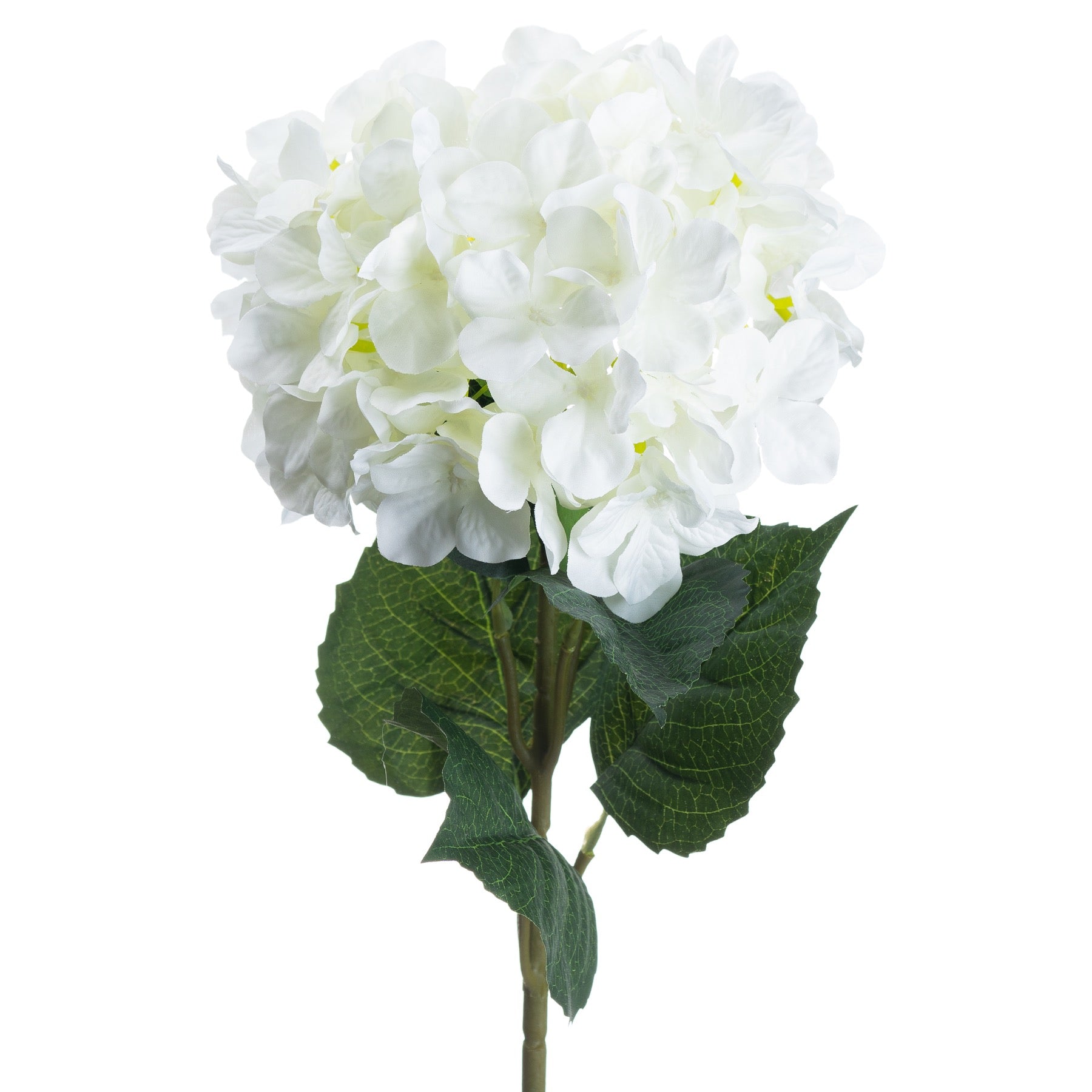 Single Hydrangea_5515