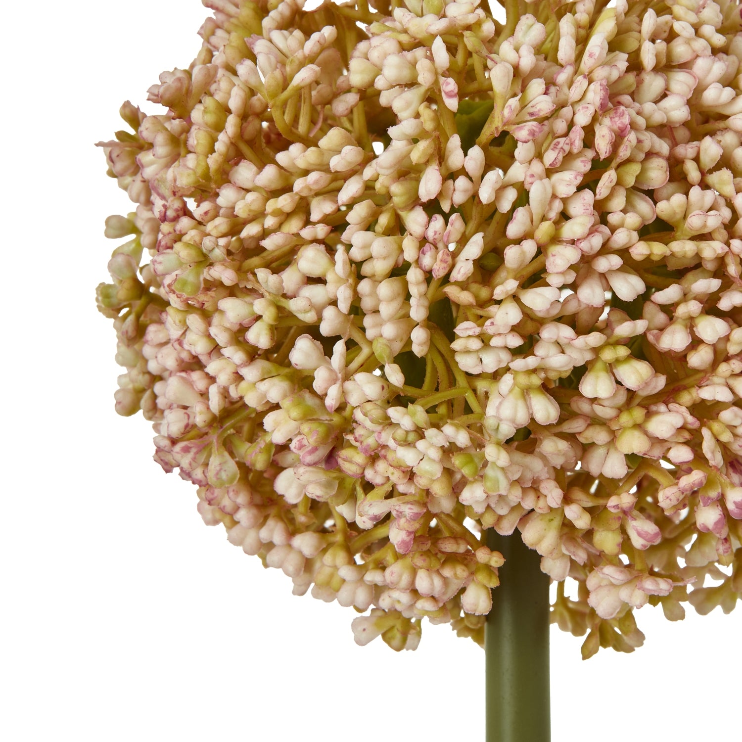 Pink Allium Stem [cid:23866-a]