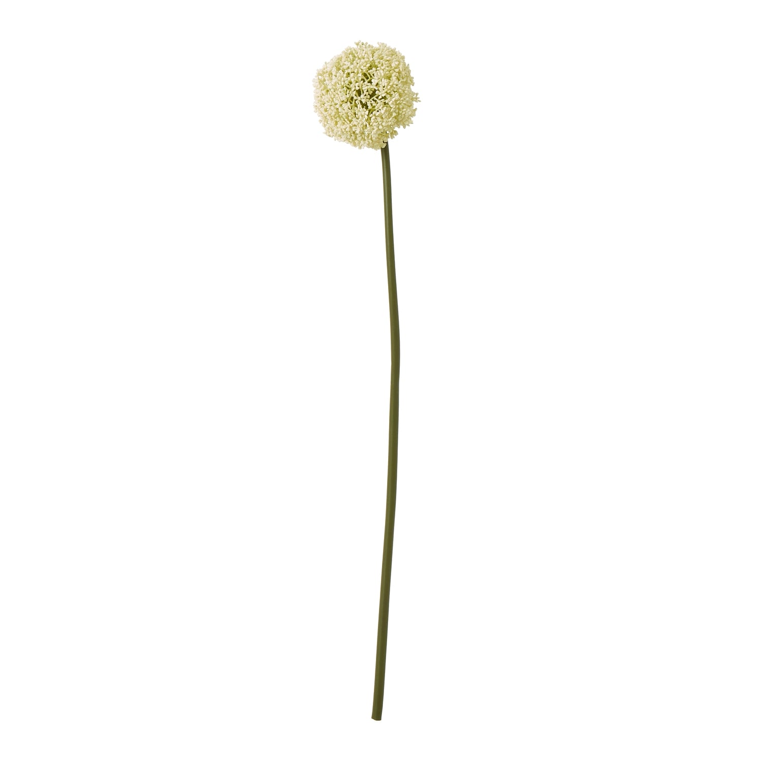 Cream Allium Stem [cid:23850]
