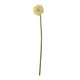 Cream Allium Stem [cid:23850]